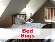 termite_services